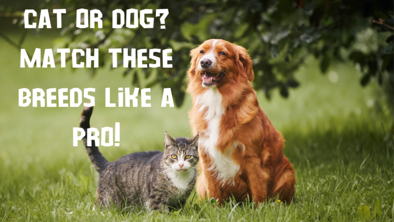 Cat or Dog Match These Breeds Like a Pro